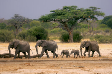 Severe environmental changes threaten African wildlife habitats - Vimarsana News