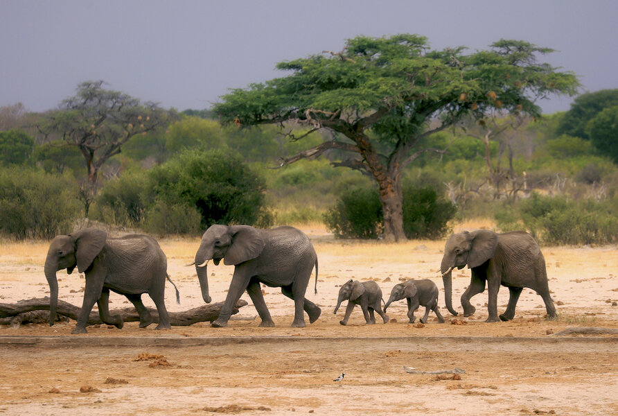 Severe environmental changes threaten African wildlife habitats -  