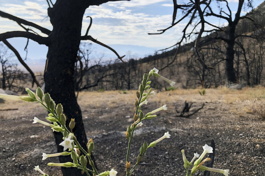 A year after wildfire disaster, life returns to California forests