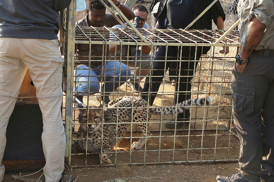 India's cheetah reintroduction project: Responsible or reckless