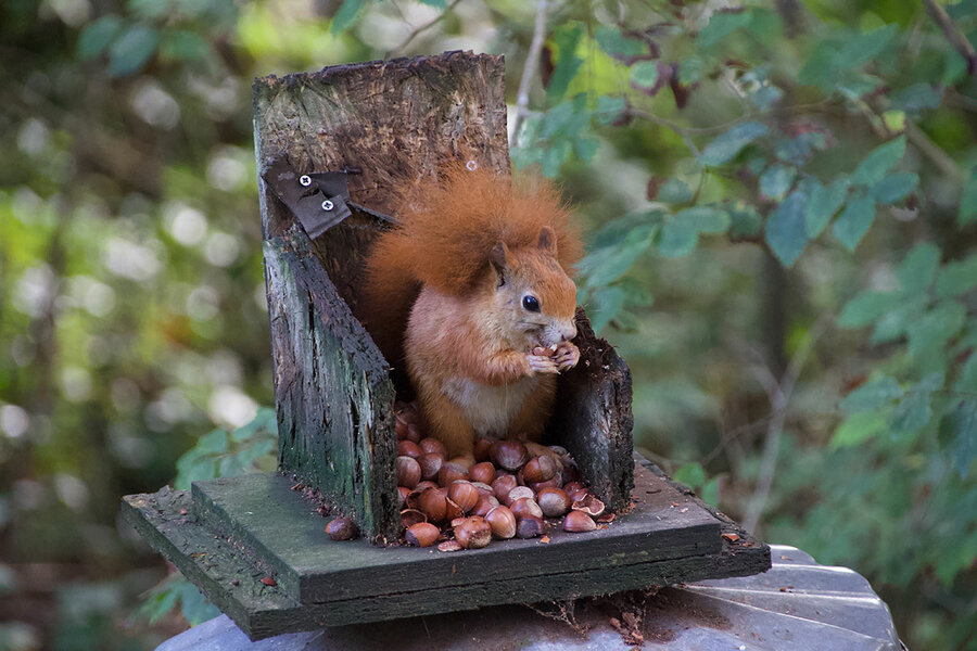 Crimson squirrels revive in Uk, with help from humans