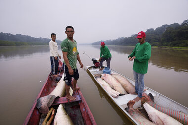 Conservation brings threatened pirarucu fish back to Amazon lakes - Vimarsana News