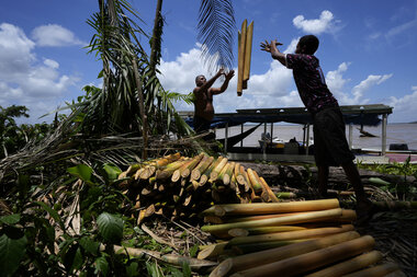 Salty Amazon causes undrinkable water, bad-tasting açaí berries - Vimarsana News