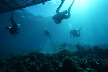 Scientists try to restore climate change damage to Great Barrier Reef - Vimarsana News