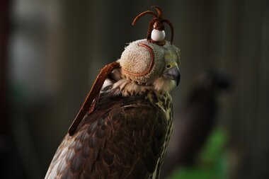 World Cup city Doha Qatar falconry falcon tradition sparks passion - Vimarsana News