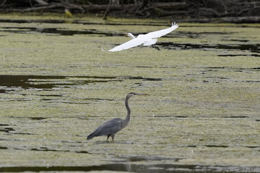 EPA finalizes protections for wetlands, repealing Trump-era rule - Vimarsana News