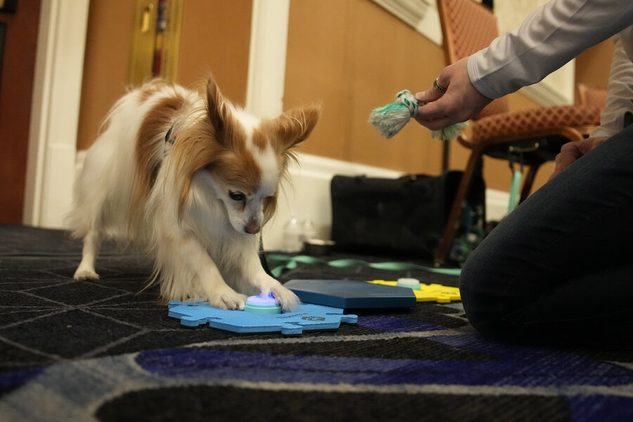 CES displays new electronic inventions including buttons for dogs -  