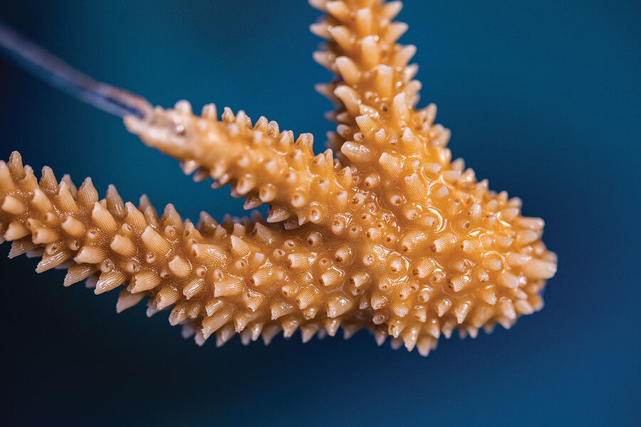 Endangered Staghorn Coral