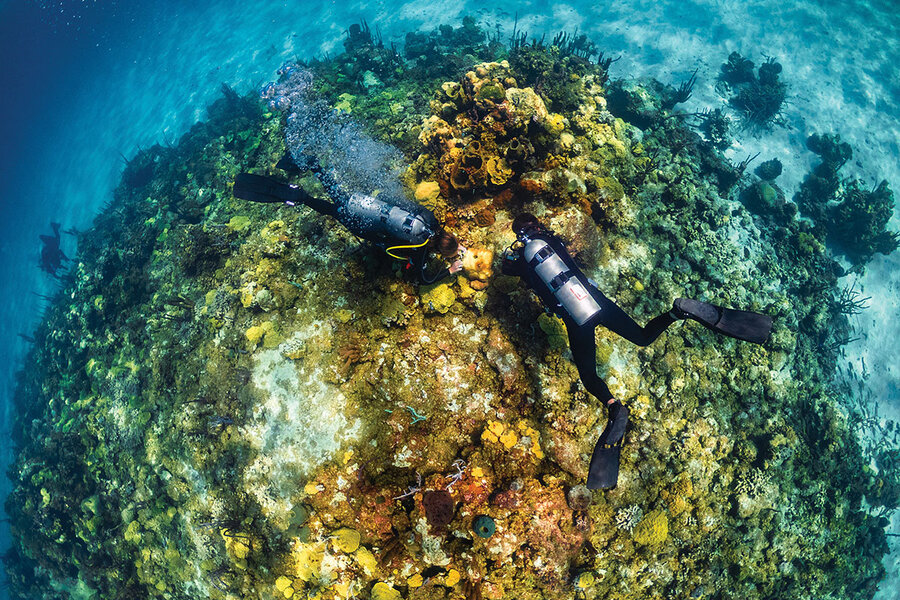 Staghorn coral studies show promise for global warming–resistant reefs – NU  Sci Magazine