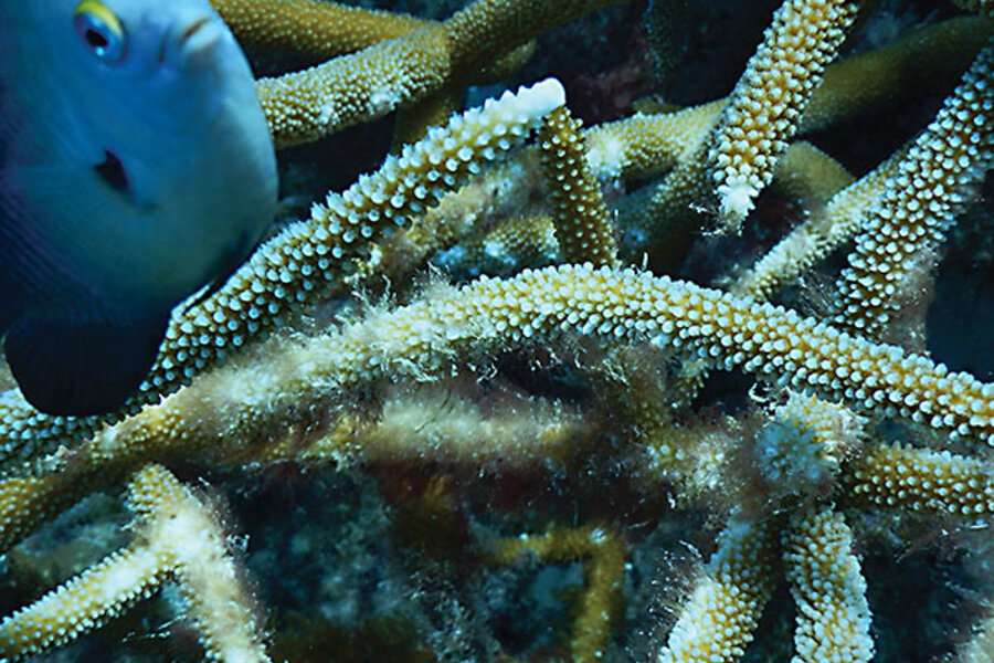 Staghorn coral studies show promise for global warming–resistant reefs – NU  Sci Magazine