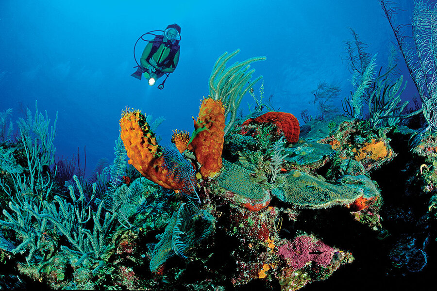 coral reefs in danger before and after