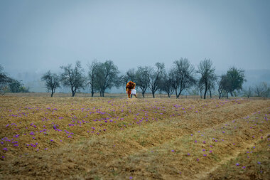 Crocus blooms in the living room? Kashmir's saffron farmers get creative. - Vimarsana News