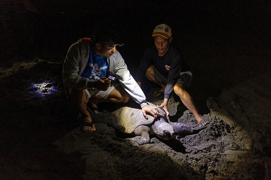 &lsquo;I stopped poaching&rsquo;: Philippine sea turtles gain an unexpected ally