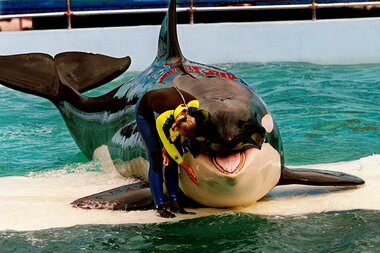 Plans to return captive orca whale Lolita to home waters are announced - Vimarsana News