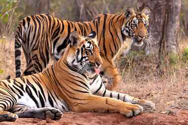 New Video: Saving the Last Tigers of Asia, News