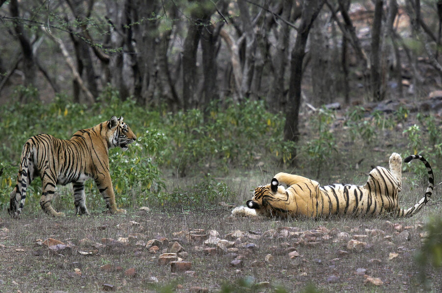 Wildlife over people? Indigenous groups protest India&rsquo;s Project Tiger.