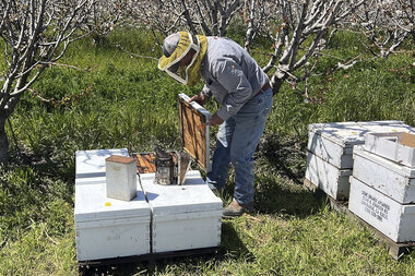 Will California bees show up to work? Almond growers hope for blooms. - Vimarsana News