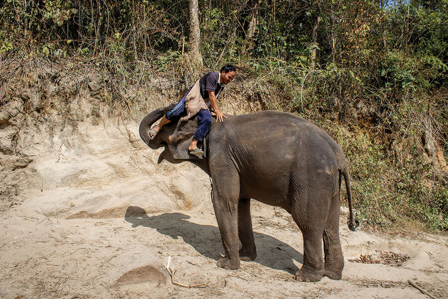 In Pictures: As Thai elephant tourism rebounds, so does welfare