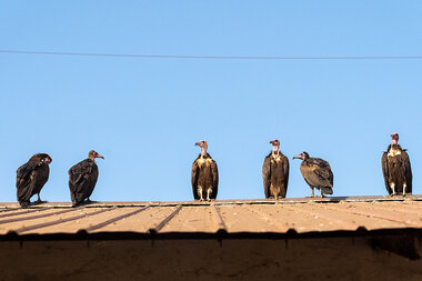 Endangered vulture numbers soar in Guinea-Bissau - Vimarsana News