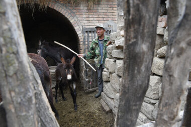 Golden years? For many in rural China, 'retirement' doesn't exist. - Vimarsana News