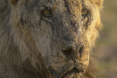 East Africa droughts lead to conflict between lions and Maasai people - Vimarsana News