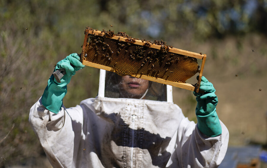 Pollinator protectors: How a Mexico City group is saving its bees Pollinator protectors: How a Mexico City group is saving its bees