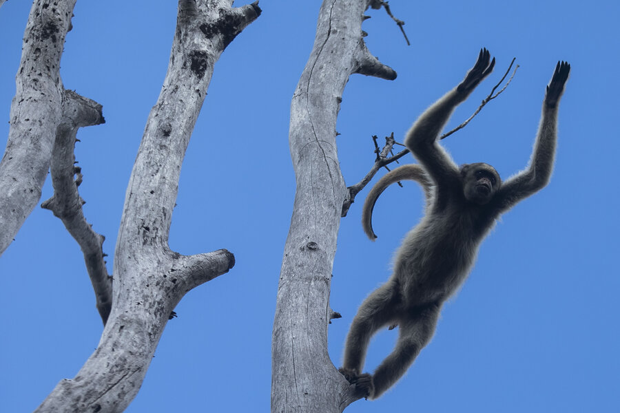 In Brazil, a scientist's quest to save endangered muriqui monkey 