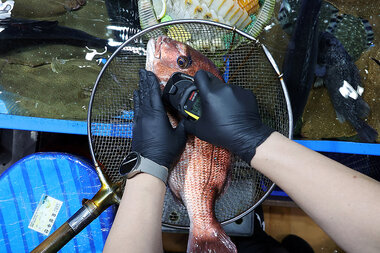 Understanding Japan's plan for releasing Fukushima nuclear wastewater - Vimarsana News