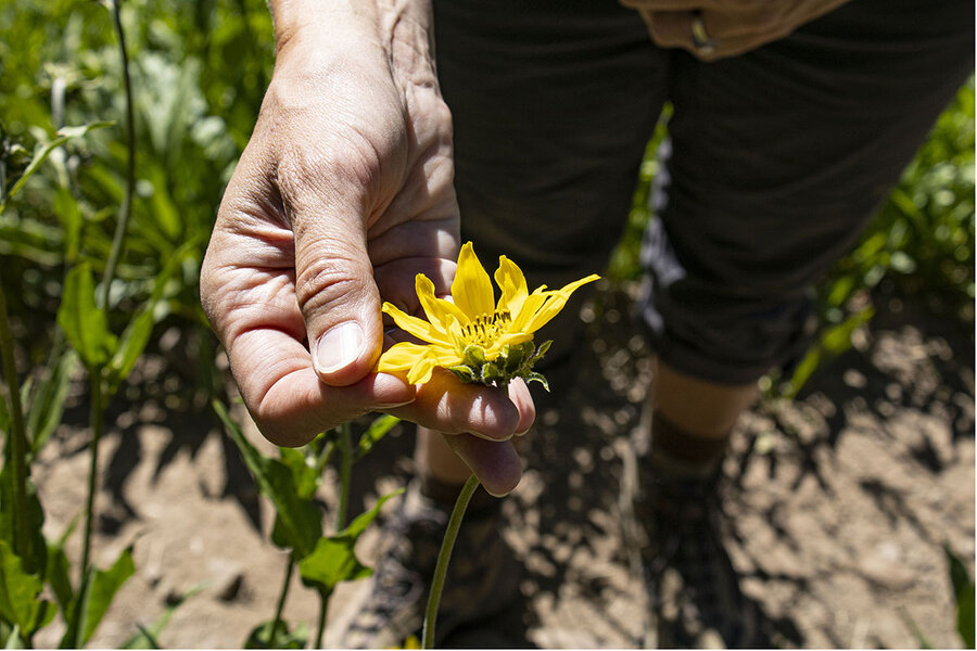 A Guide to Colorado's Spectacular Wildflower Season - 5280