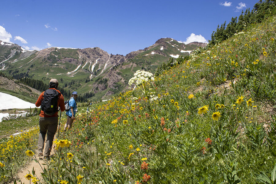 ‘Spectacular’ wildflower season blooms in Colorado thumbnail