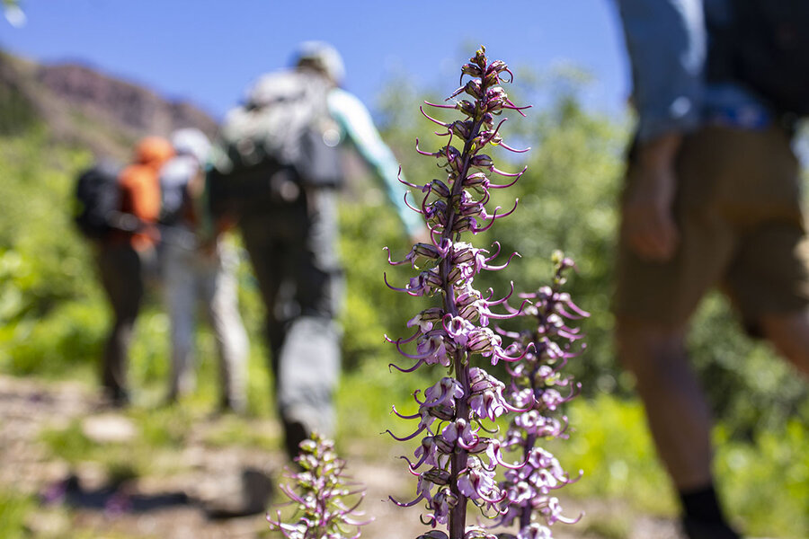 A Guide to Colorado's Spectacular Wildflower Season - 5280