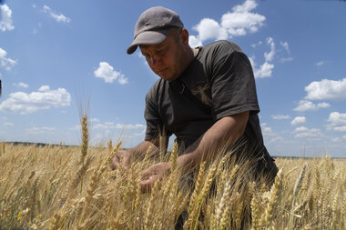 How Russia's halted grain deal with Ukraine threatens global food - Vimarsana News