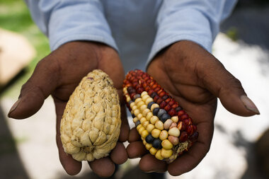 Mexican heirloom corn farmers optimistic about future - Vimarsana News