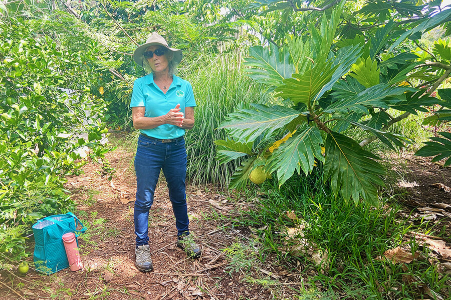In Hawaii, can breadfruit&rsquo;s resurgence bring food security?