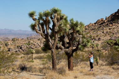 Threatened by fire, iconic Joshua trees battle for survival - Vimarsana News