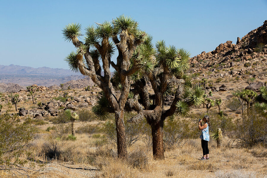 As long as there's life, there's hope': Seedling of Survivor Tree thrives  in Central