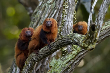 Brazil's golden monkeys rebound from low hundreds to thousands - Vimarsana News