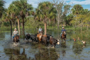 Rescuing 'wild Florida' – by saving cattle ranches - Vimarsana News