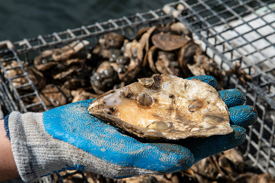 Helping bays ‘a better spot’ for oysters and farmers