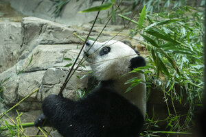 Panda farewell: Why are China's pandas all going home? - CSMonitor.com