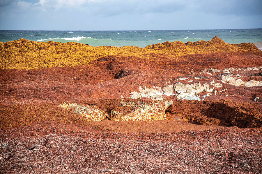 Climate change solution: Barbadian innovators capitalize on seaweed 