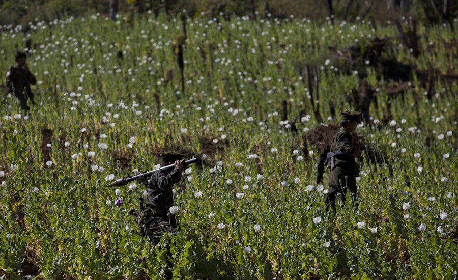In war-torn Myanmar, illicit poppy production flowers once more In war-torn Myanmar, illicit poppy production flowers once more