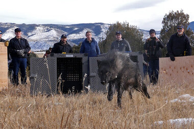 Gray wolves return to Colorado. Will they be accepted? - Vimarsana News