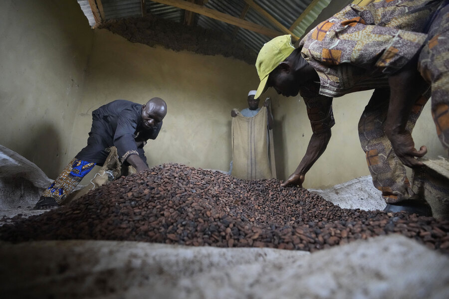 &lsquo;Astronomical&rsquo; demand for chocolate threatens protected forests
