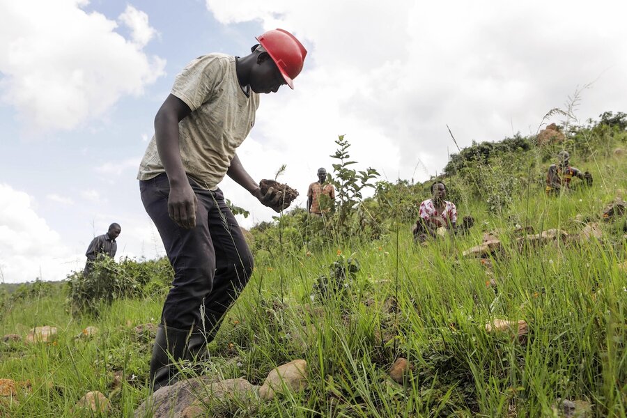 How refugees in Uganda help to fight against deforestation