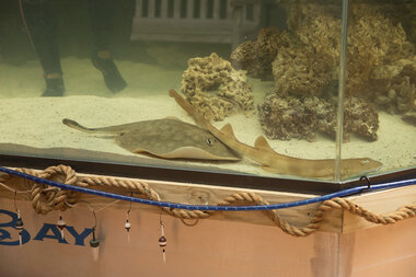 Parthenogenesis in captivity: Solo aquarium stingray is pregnant - Vimarsana News