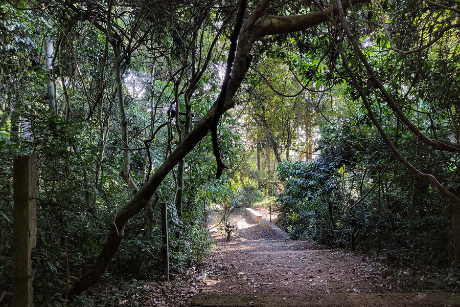 India&rsquo;s sacred groves are home to forest god shrines &ndash; and endangered species