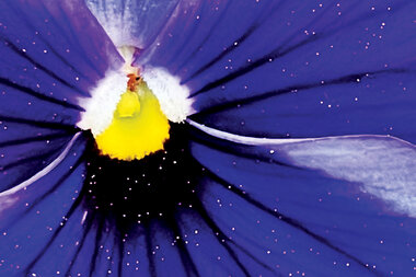 Gardening lessons: Planting hope and harvesting peace of mind - Vimarsana News