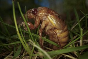 Biggest cicada brood in centuries to emerge in late April