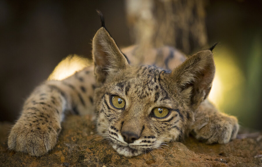 Iberian lynx native to Spain and Portugal no longer endangered, says ...